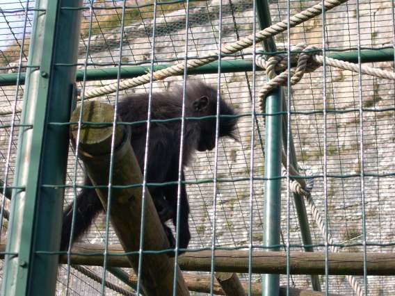  Mangabey à gorge blanche (zoo de la citadelle)